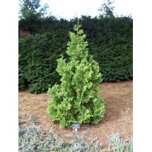 Туя Спиралис 